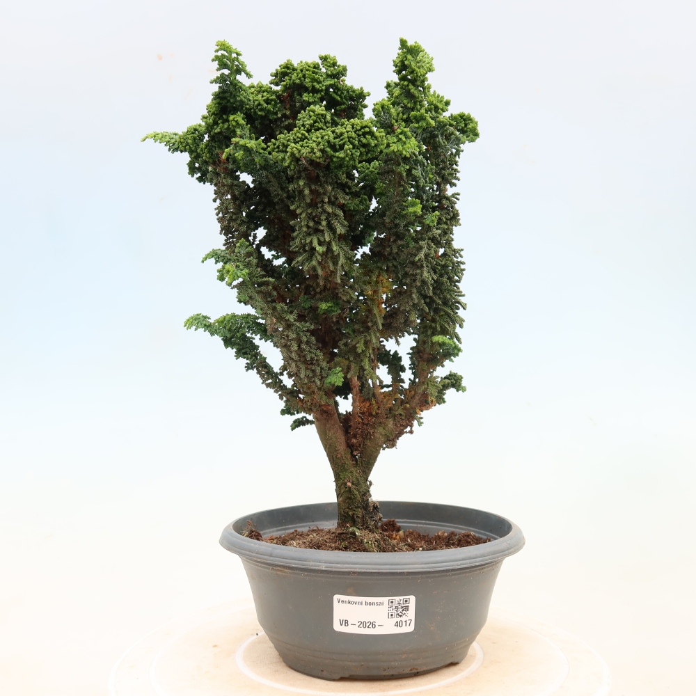 Bonsai voor buiten - Cham. obtusa SEKKA HINOKI - Cipres