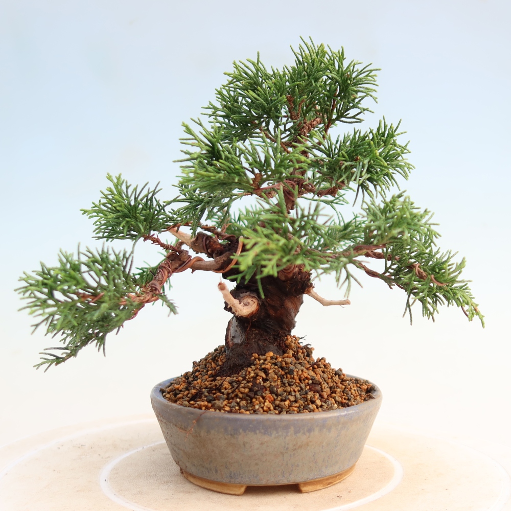 Bonsai voor buiten - Juniperus chinensis Itoigawa