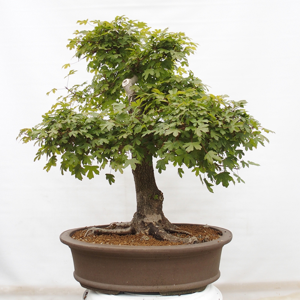 Bonsai voor buiten - Franse esdoorn - Acer Nonspessulanum