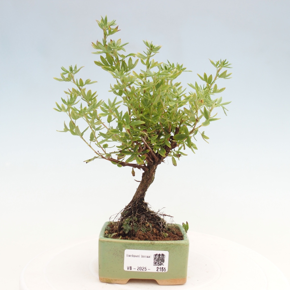 Bonsai voor buiten - Potentila fruticosa gele vogel