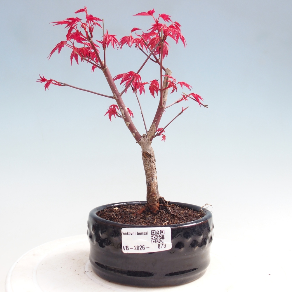 Bonsai voor buiten - Acer palmatum DESHOJO