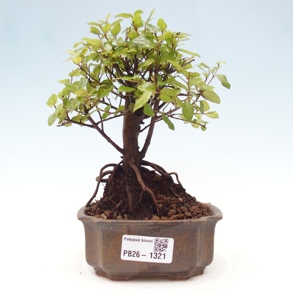Kamerbonsai - Sageretia thea - Sageretia thea
