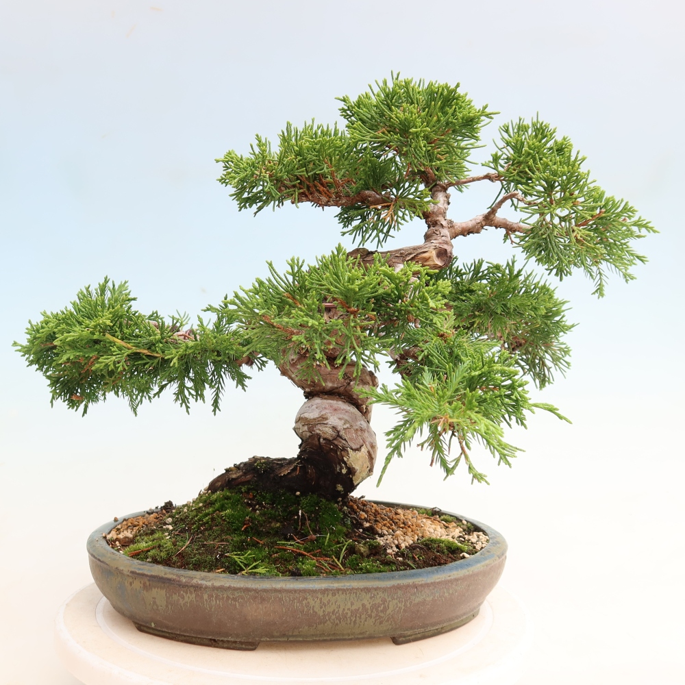 Bonsai voor buiten - Juniperus chinensis Itoigawa-Juniperus chinensis