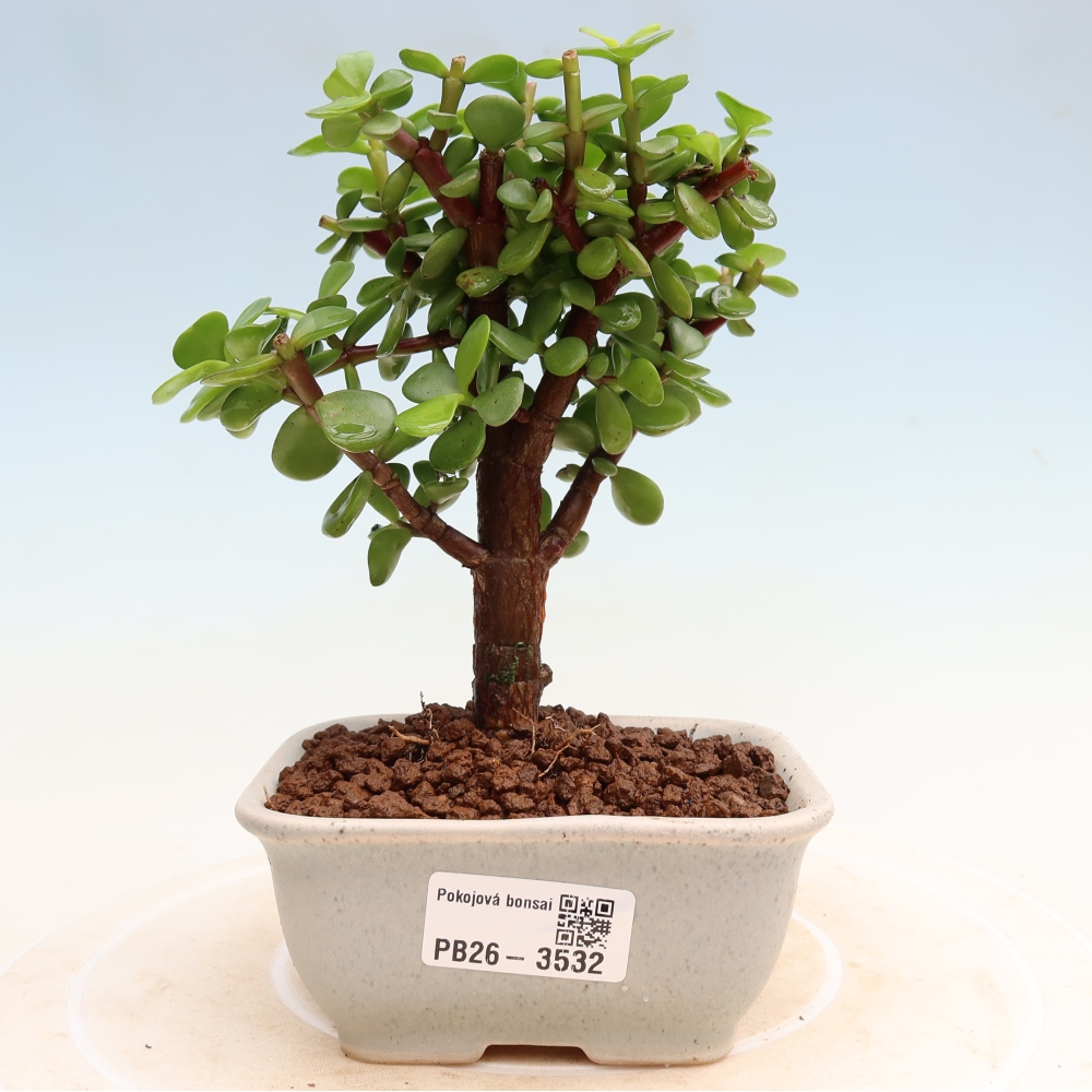 Kamerbonsai - Portulakaria Afra - Tlustice
