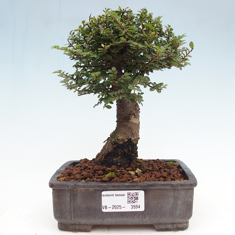 Bonsai voor buiten - Ulmus parvifolia Hokkaido - Chinese iep