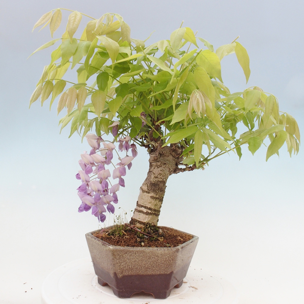 Bonsai voor buiten - Wisteria floribunda