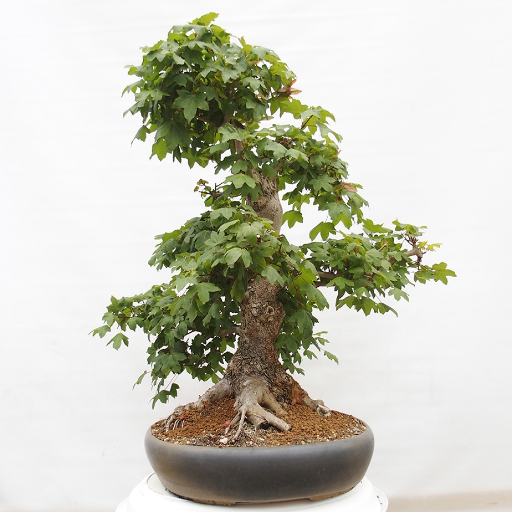 Bonsai voor buiten -Javor babyka - Acer campestre
