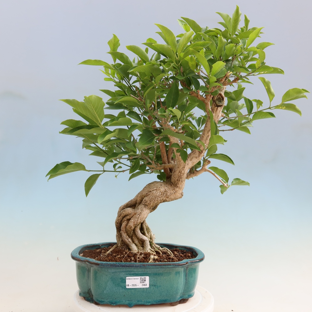Bonsai-iep voor buiten - euonimus