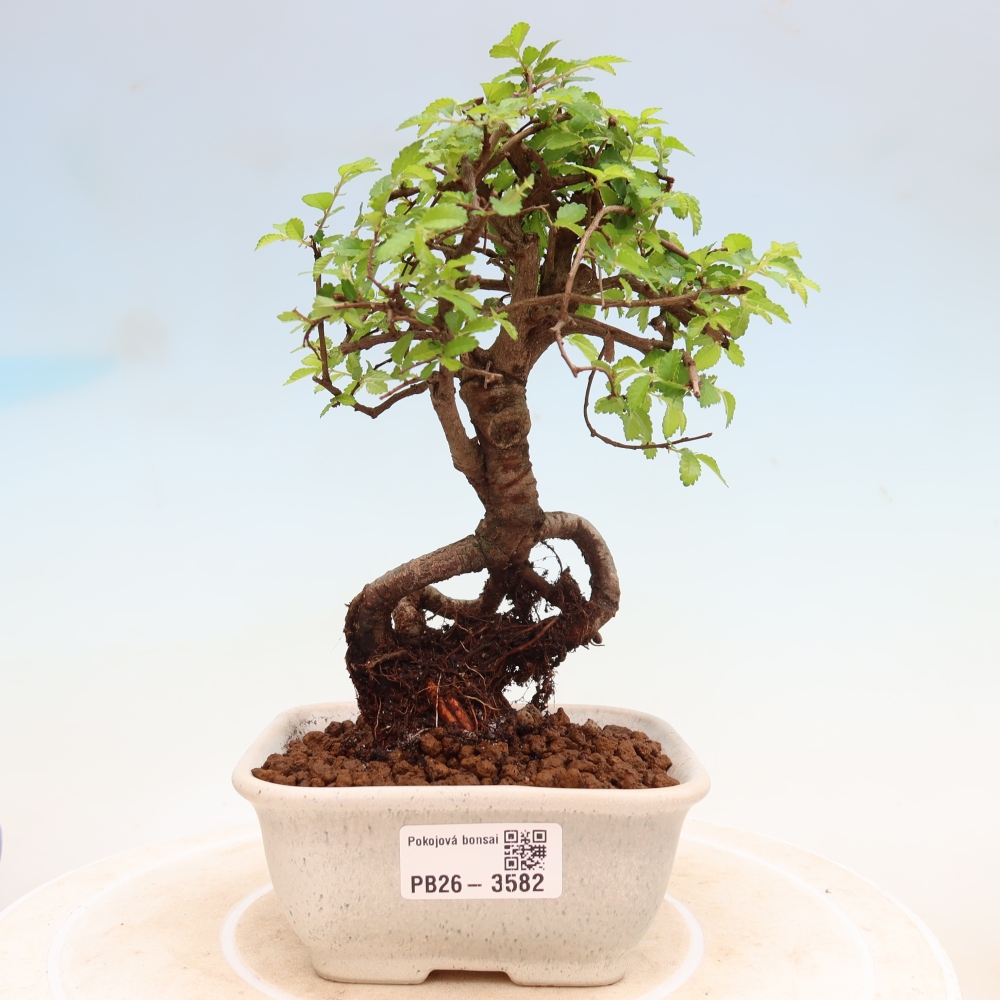 Kamerbonsai - Ulmus parvifolia - Winteriep