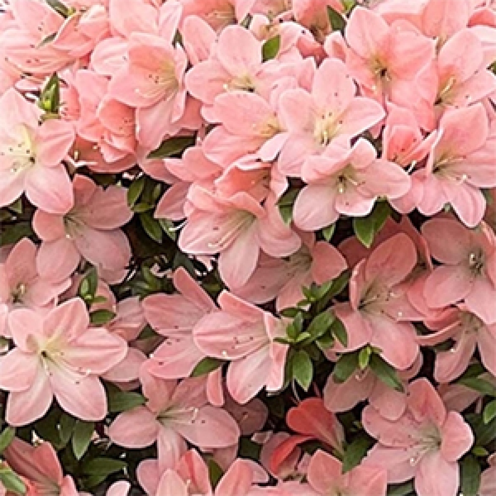 Bonsai voor buiten - Japanse Azalea - Azalea Jukokan