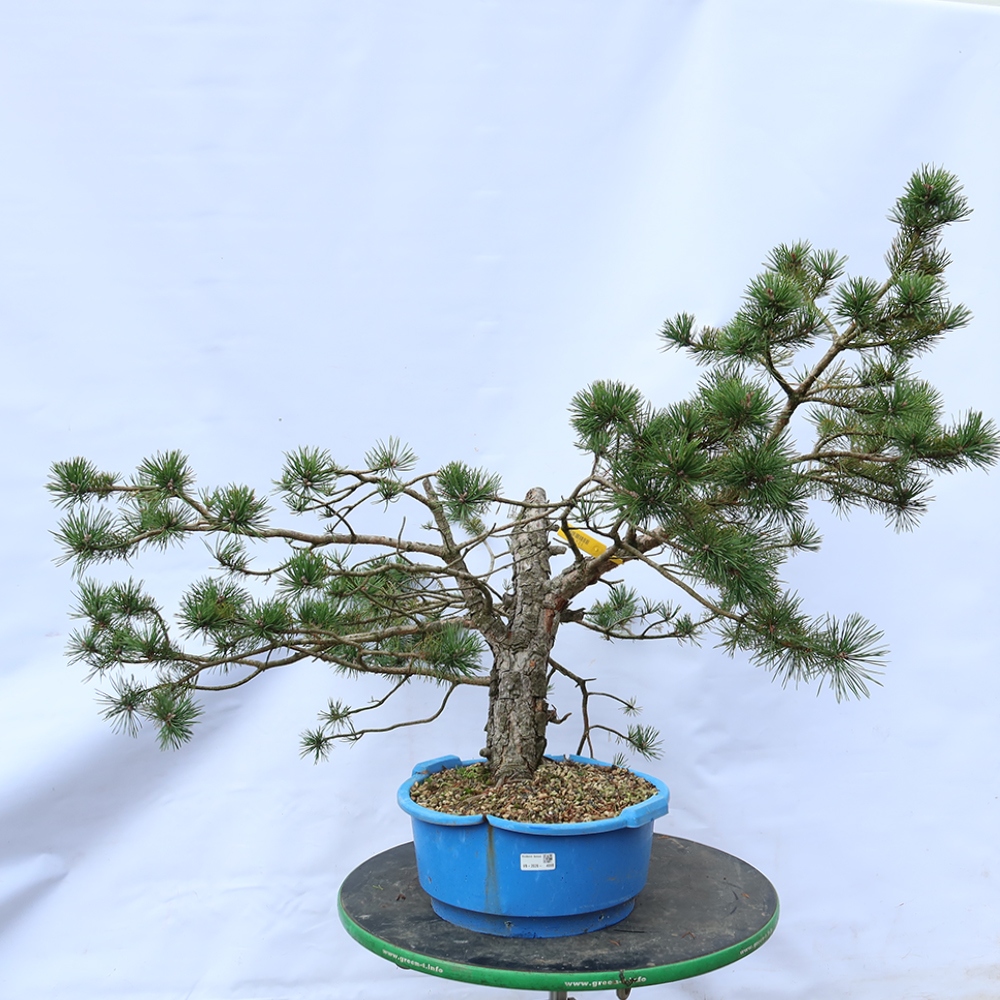 Pinus sylvestris Spanje - grove den