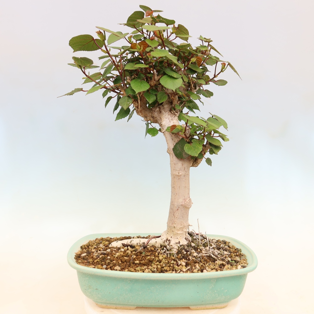 Bonsai voor binnen - Hibiscus tiliaceus - Zee Hibiscus