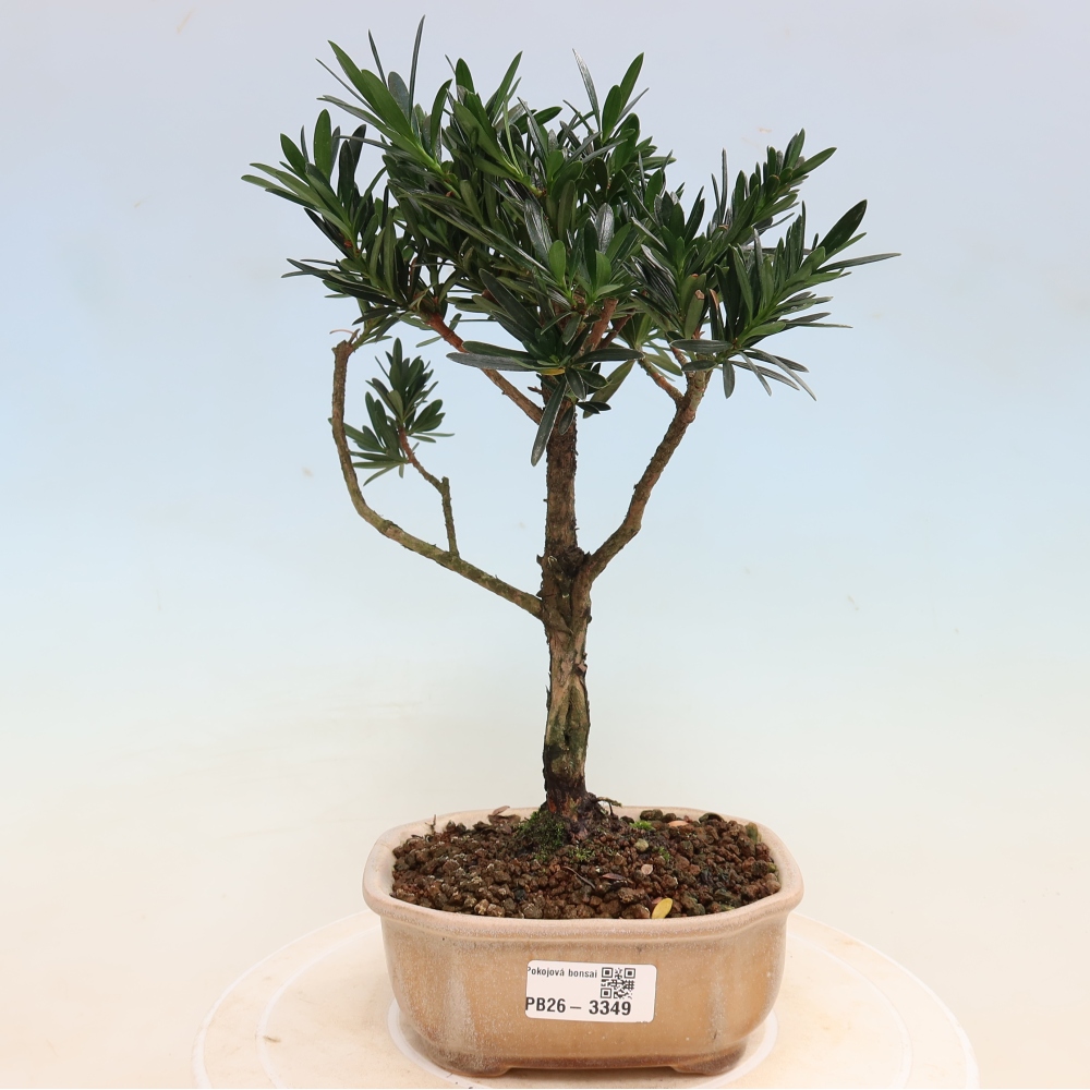 Kamerbonsai - Podocarpus - Taxus