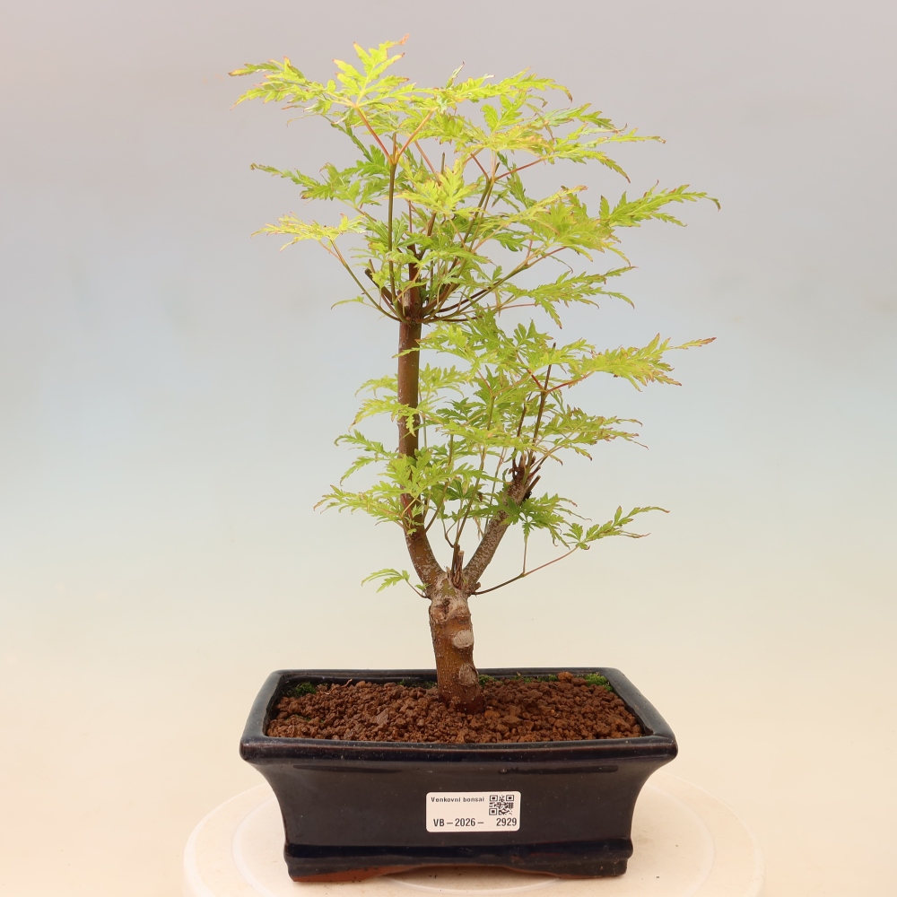 Bonsai voor buiten - Acer palmatum Dissectum