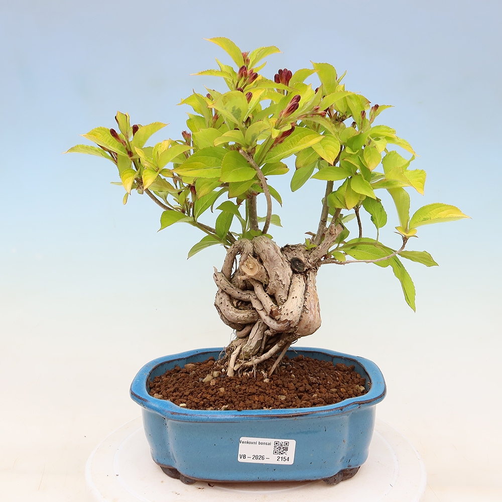 Buitenbonsai - Weigela subsessilis - Koreaanse weigela