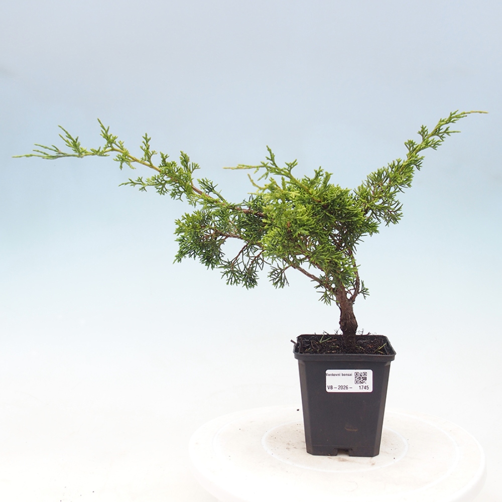 Bonsai voor buiten - Juniperus chinensis Itoigawa