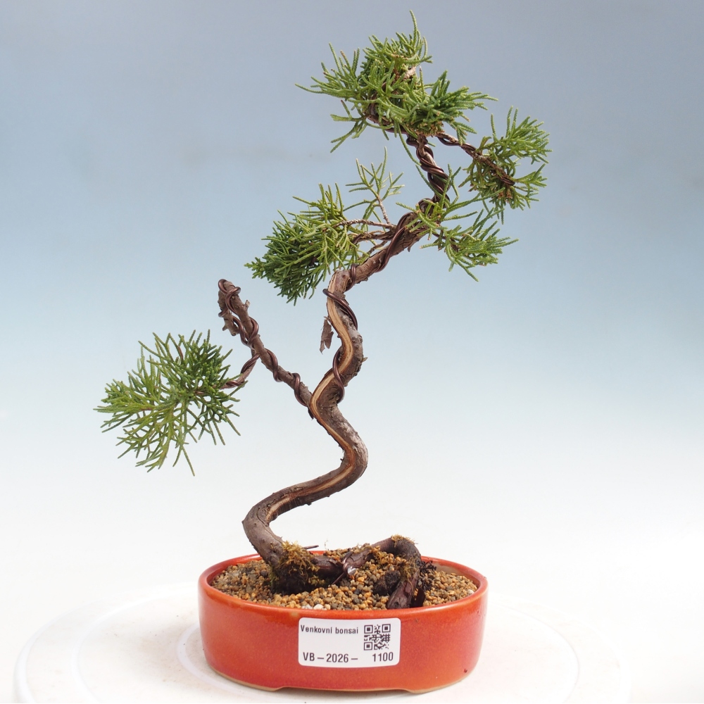Bonsai voor buiten - Juniperus chinensis Kishu