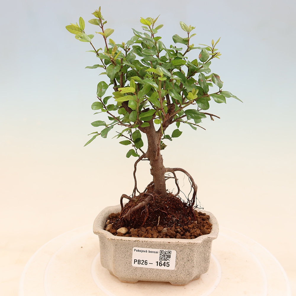 Kamerbonsai - Sageretia thea - Sageretia thea