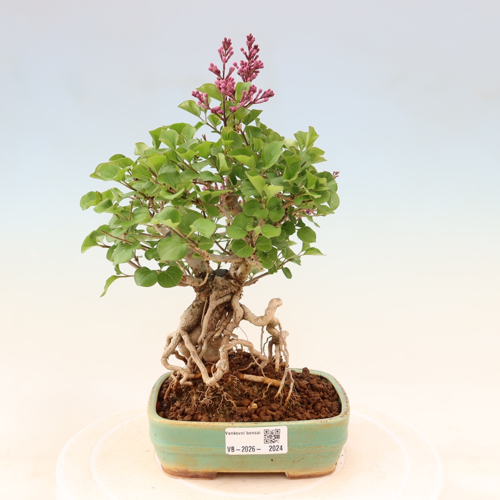 Bonsai voor buiten - Syringa microphylla - kleinbloemige sering