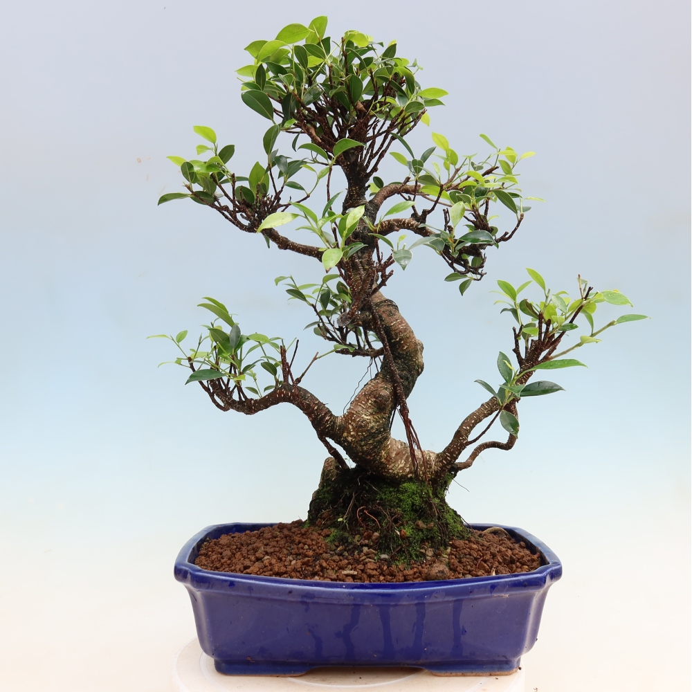 Kamerbonsai - Ficus kimmen - kleinbladige ficus