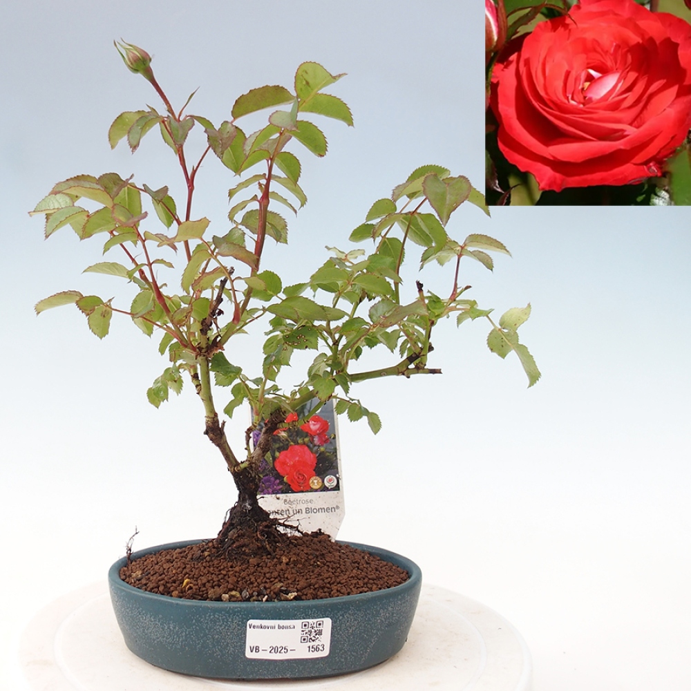 Bonsai voor buiten - Rosa Kordes - roos