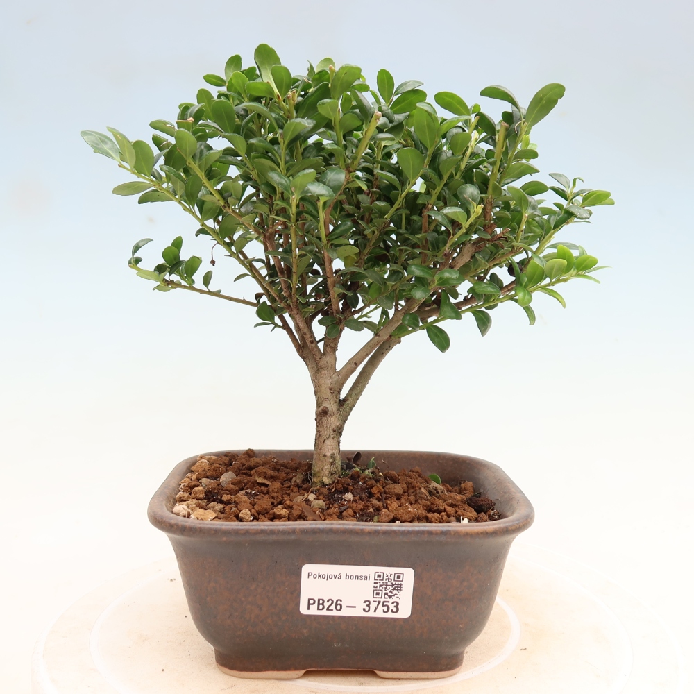 Kamerbonsai - Ilex crenata - Hulst