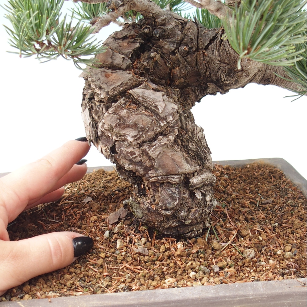 Bonsai voor buiten - Pinus parviflora - Pinus parviflora