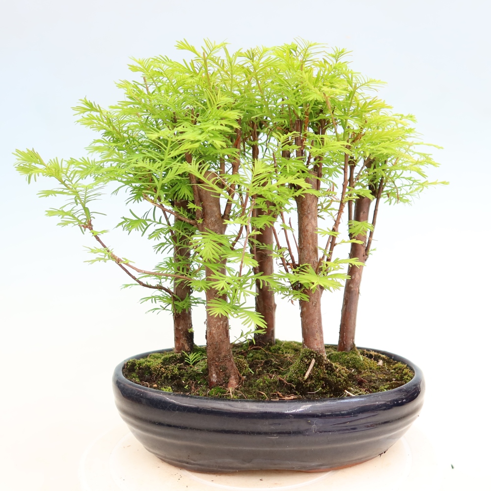 Buitenbonsai - Metasequoia glyptostroboides - Chinese metasequoia - bosje