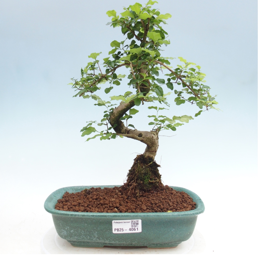 Kamerbonsai -Ligustrum chinensis - Vogelsnavel