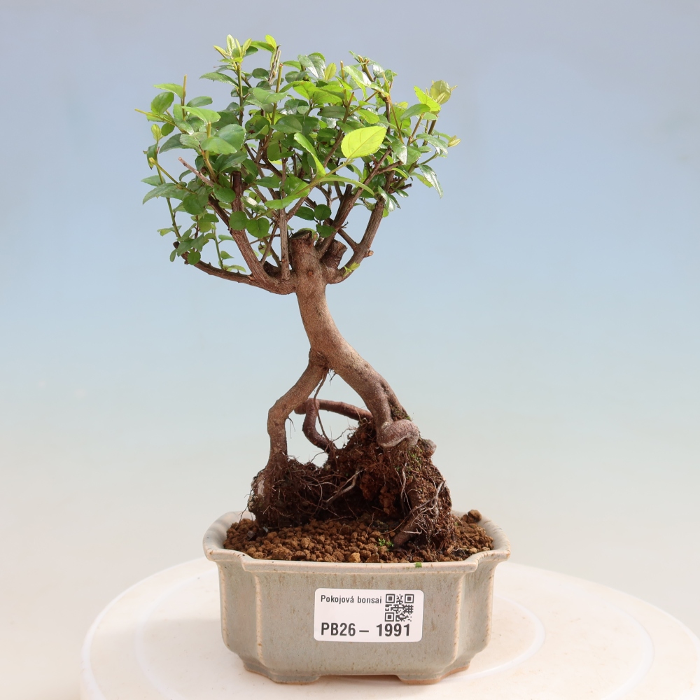 Kamerbonsai - Sageretia thea - Sageretia thea
