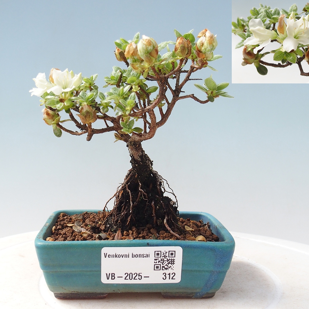 Bonsai voor buiten - Rhododendron indicum - Japanse azalea