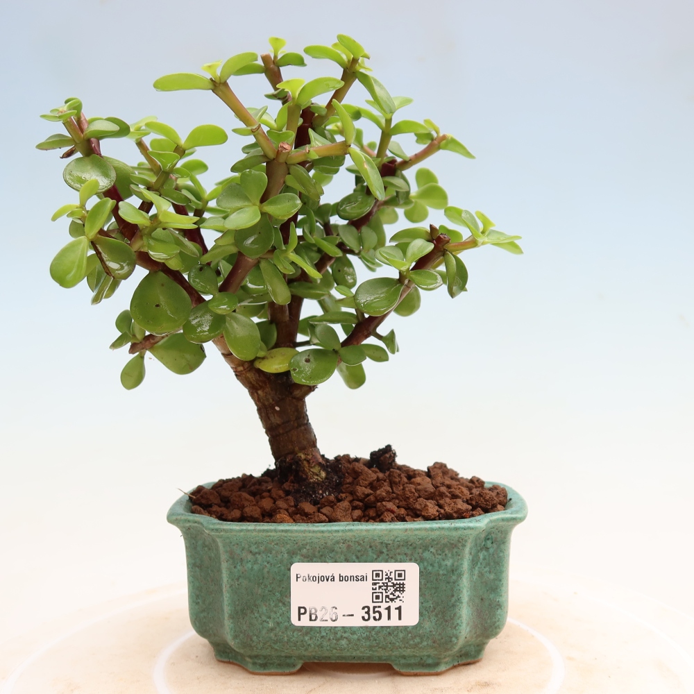 Kamerbonsai - Portulakaria Afra - Tlustice