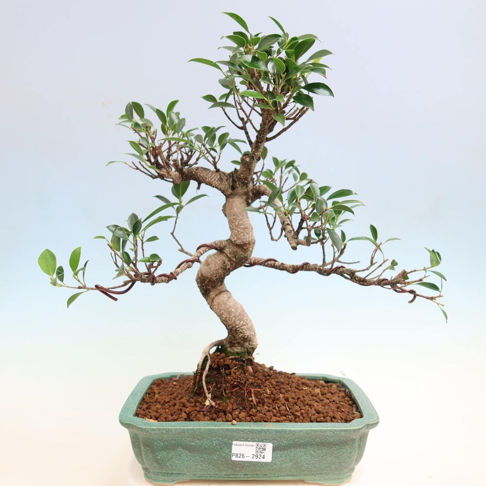 Kamerbonsai - Ficus kimmen - kleinbladige ficus