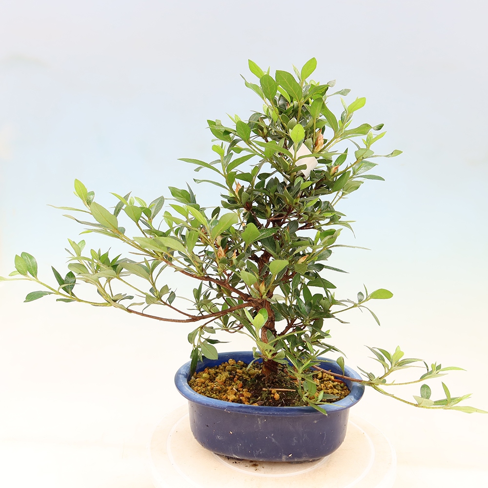 Bonsai voor buiten - Japanse Azalea - Azalea Shinsei