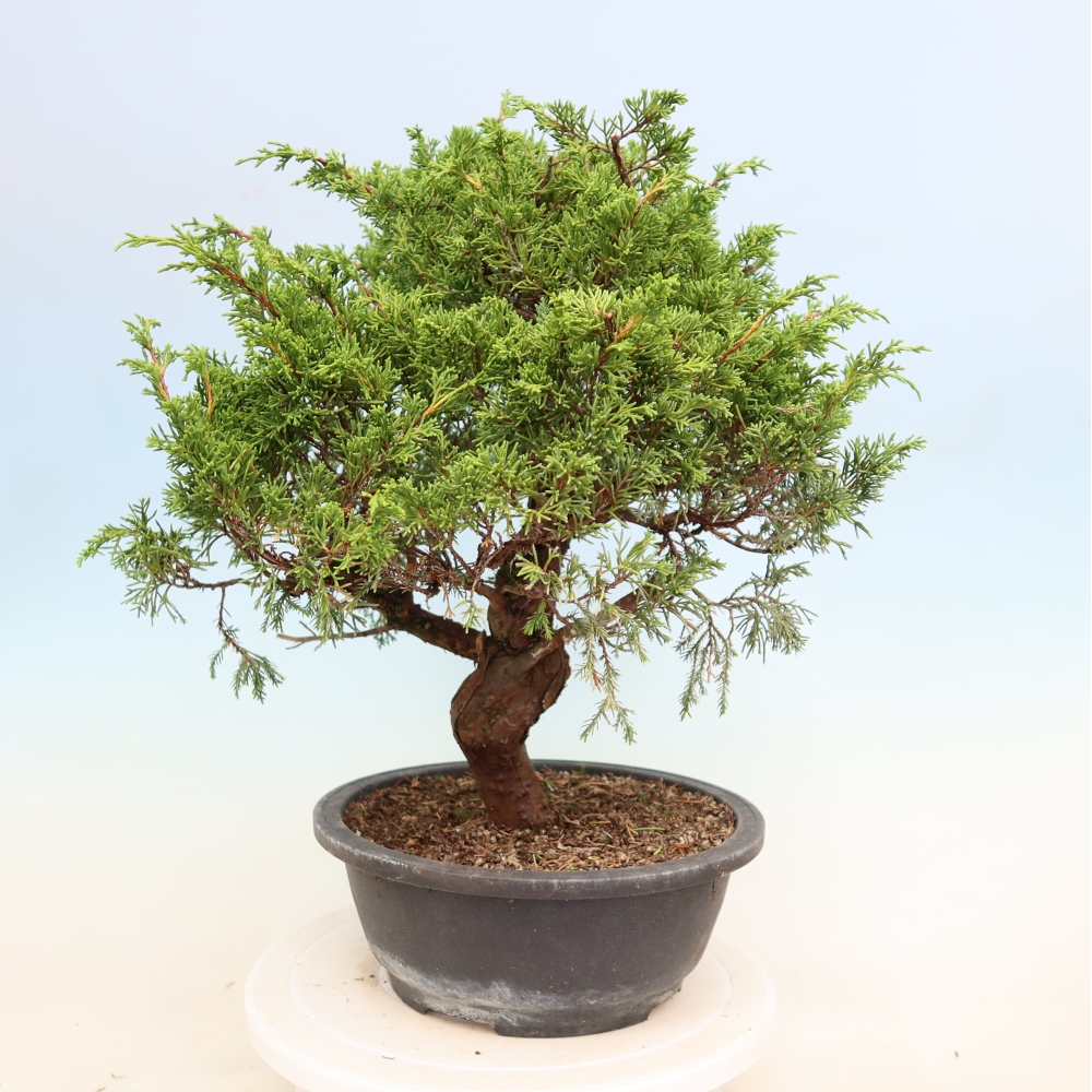 Bonsai voor buiten - Juniperus chinensis Itoigawa-Juniperus chinensis