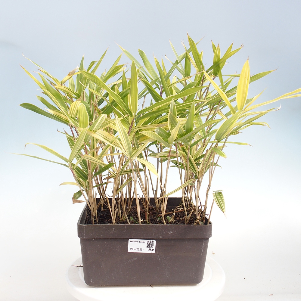 Bonsai voor buiten - Sasaella masamuneana Albostriata - Bamboe