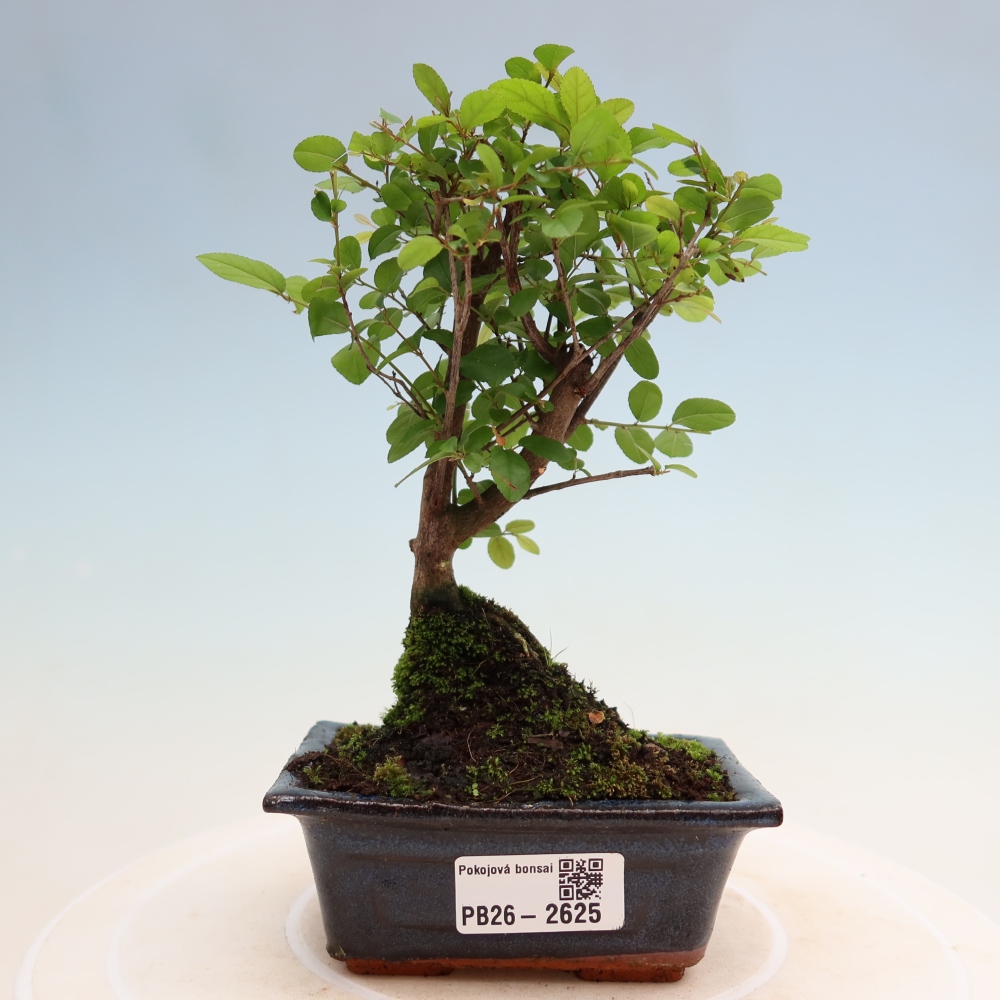 Kamerbonsai - Sageretia thea - Sageretia thea