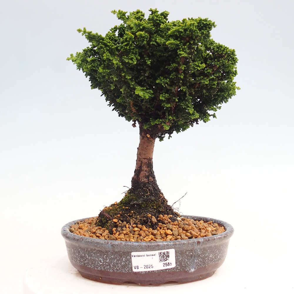 Bonsai voor buiten - Cham. obtusa SEKKA HINOKI - Cipres