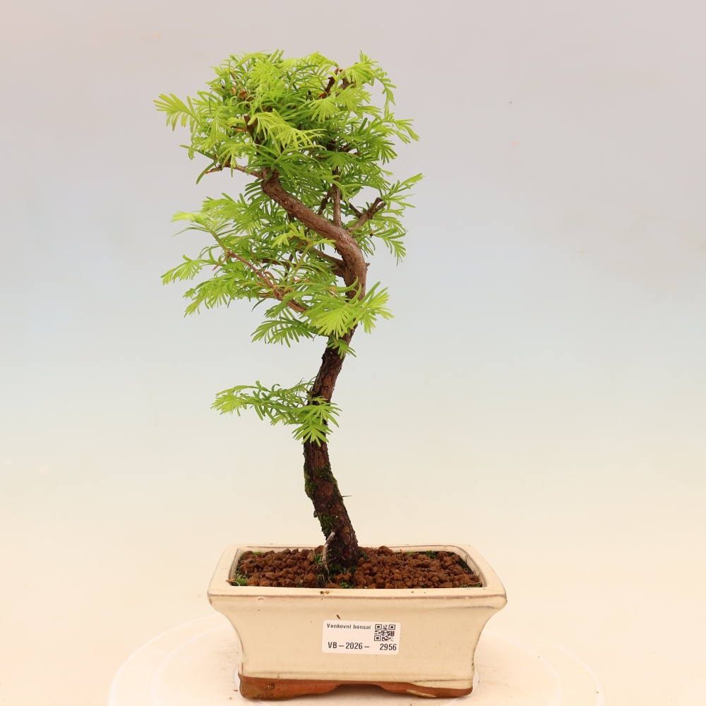 Bonsai voor buiten - Metasequoia glyptostroboides - Chinese Metasequoia