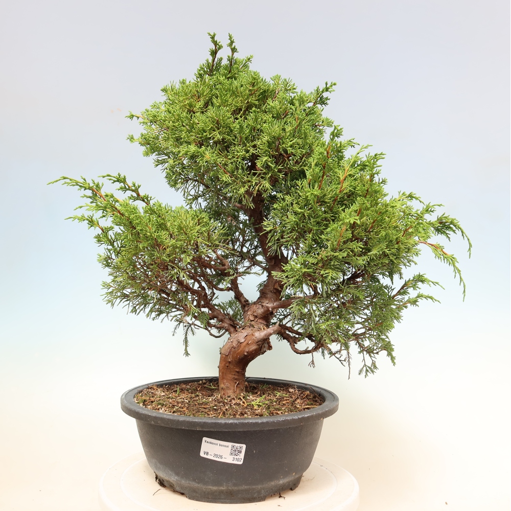 Bonsai voor buiten - Juniperus chinensis Itoigawa-Juniperus chinensis