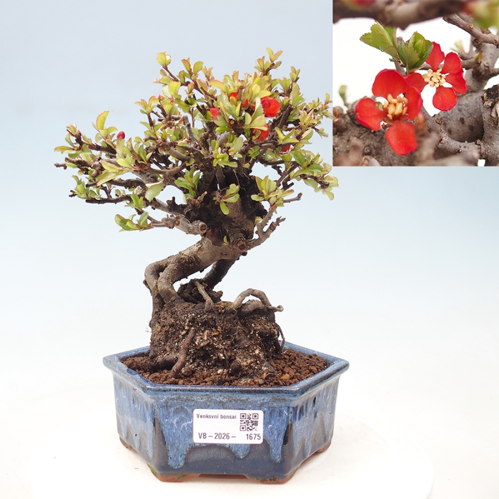 Bonsai voor buiten - Chaneomeles speciosa - Kweepeer