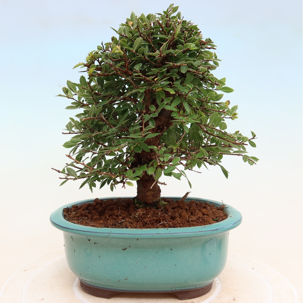 Bonsai voor buiten - Zelkova - Zelkova NIRE