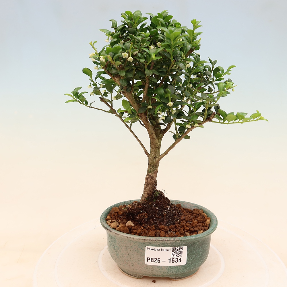 Kamerbonsai - Ilex crenata - Hulst