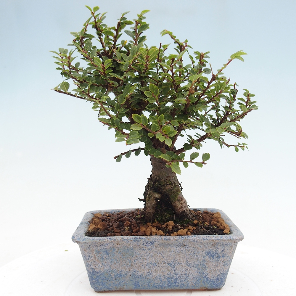 Bonsai voor buiten - Ulmus parvifolia Hokkaido - Chinese iep