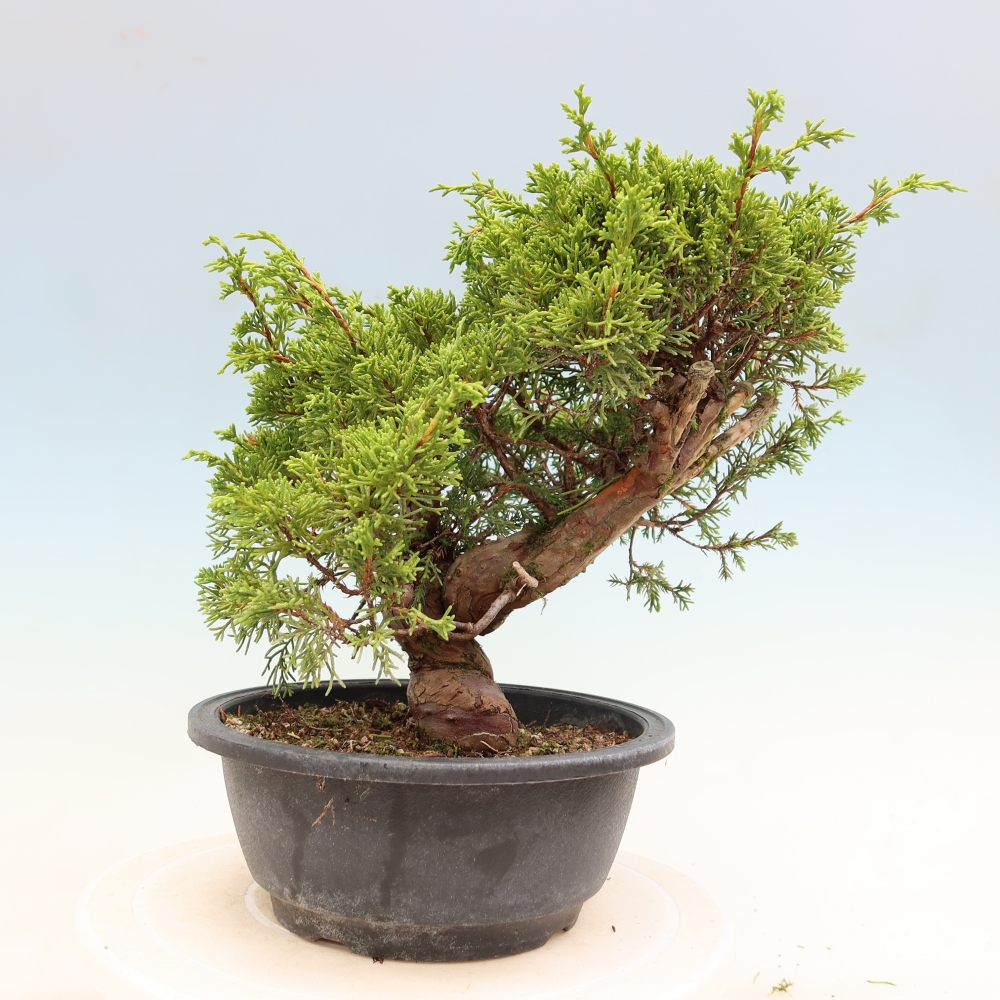 Bonsai voor buiten - Juniperus chinensis Itoigawa-Juniperus chinensis