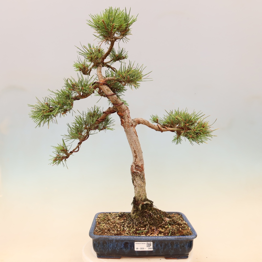 Bonsai voor buiten - Pinus Sylvestris Watererri - grove den