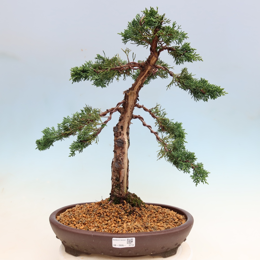 Bonsai voor buiten - Juniperus chinensis Kishu
