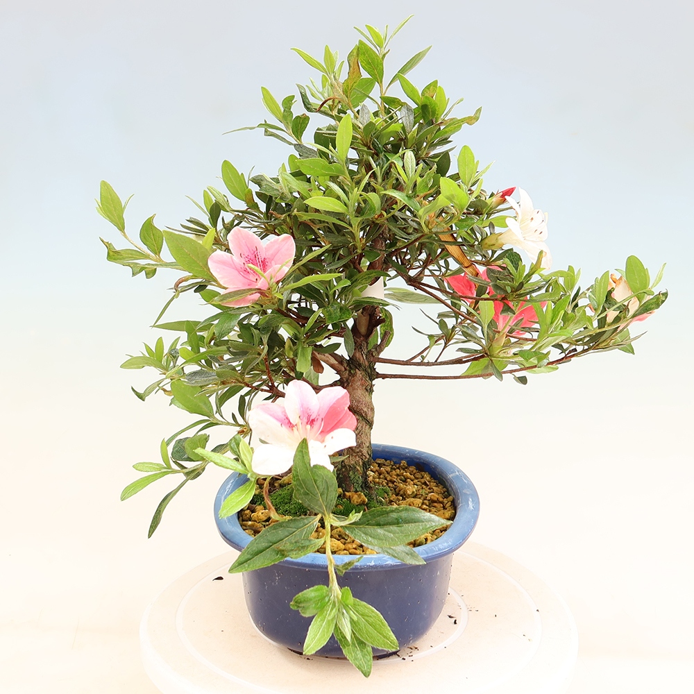 Bonsai voor buiten - Japanse Azalea - Azalea Senhime
