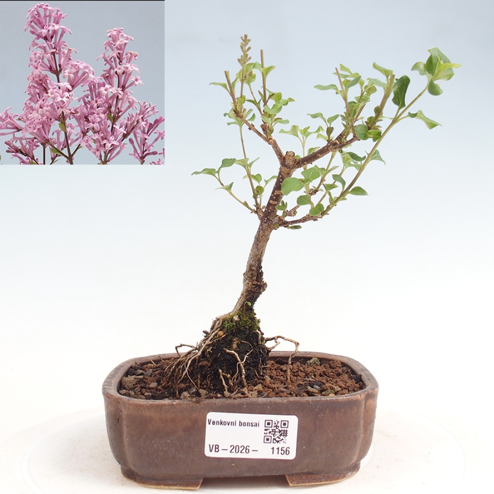 Bonsai voor buiten - Syringa Meyeri Palibin - Meyersering