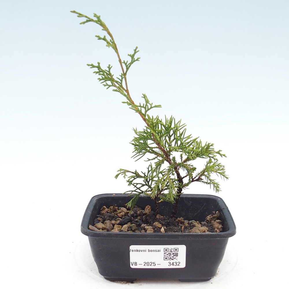 Bonsai voor buiten - Juniperus chinensis Itoigawa
